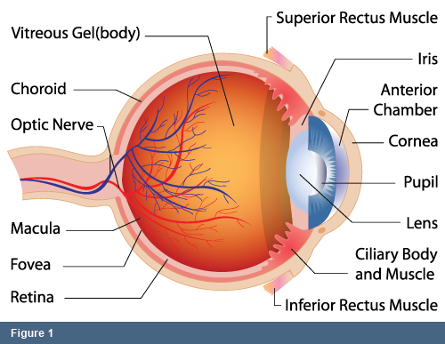Figure 1 - Eye Anatomy